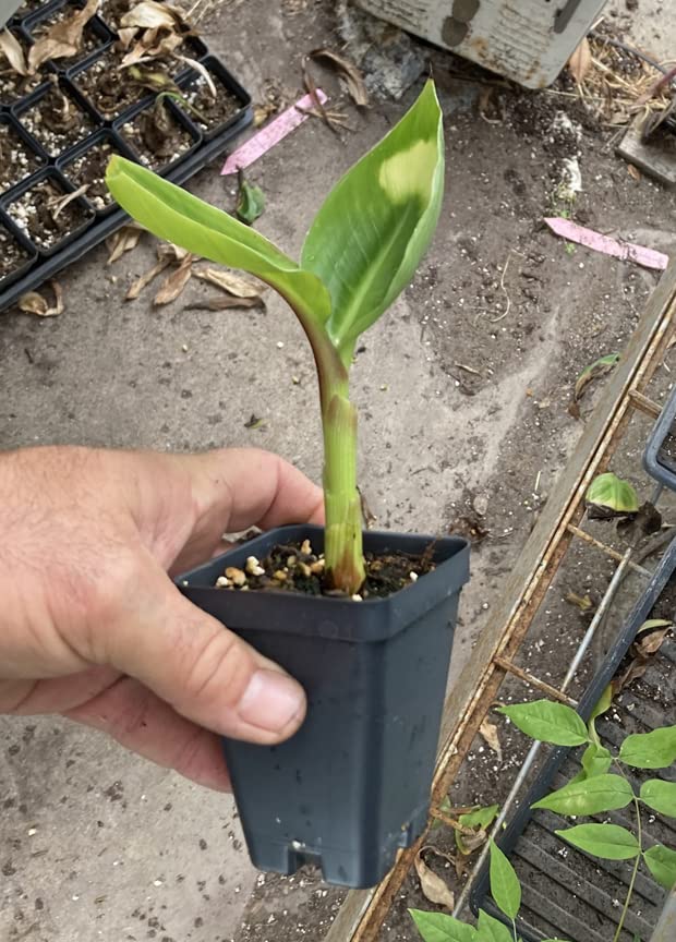Dwarf Green Banana Live Plant - Musa Dwarf Green Banana Tree for Home Garden, Patio & Indoor Decor | Easy to Grow Tropical Fruit Plant
