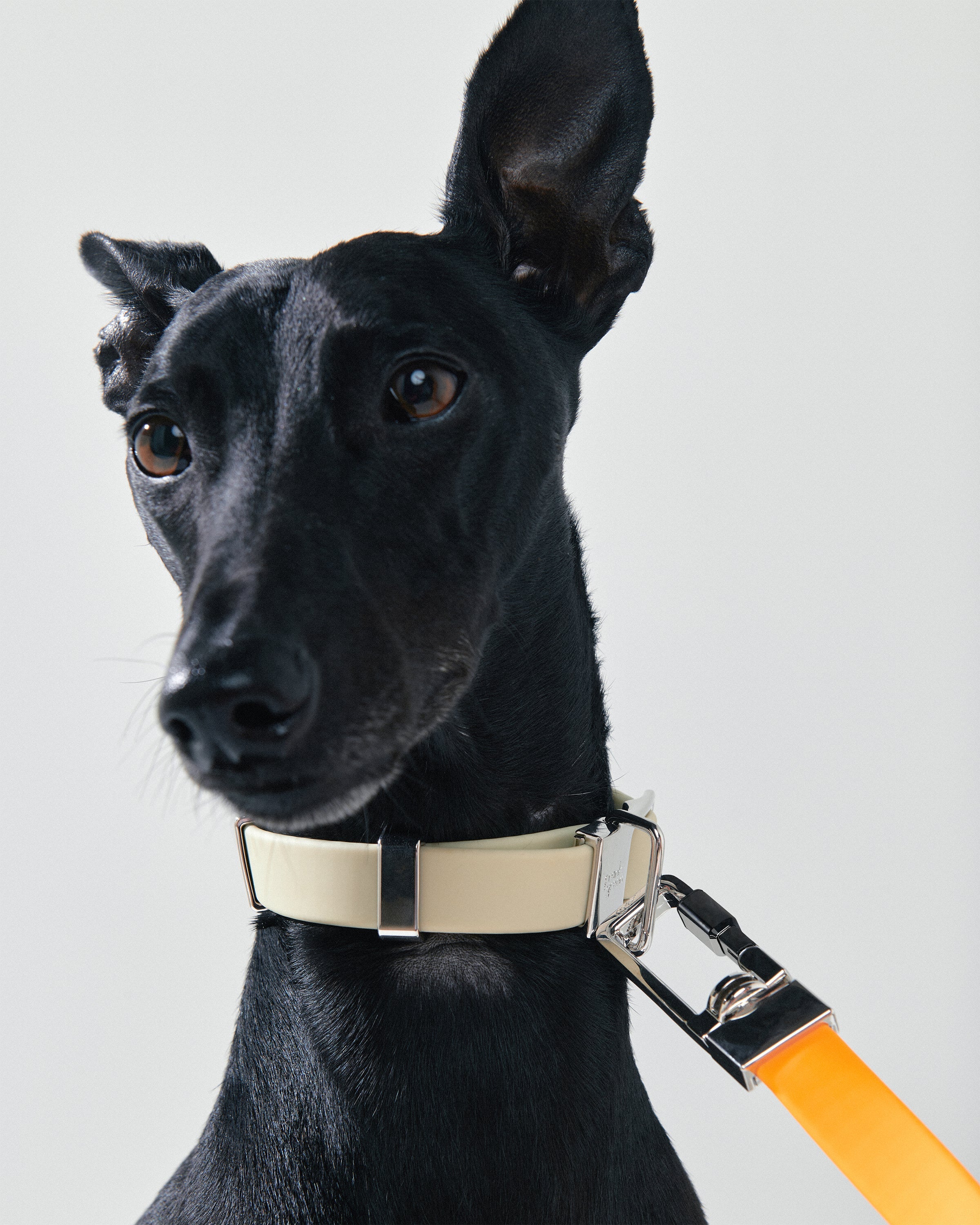Durable and Adjustable Pet Leash for Dogs - Perfect for Walking, Training, and Outdoor Adventures