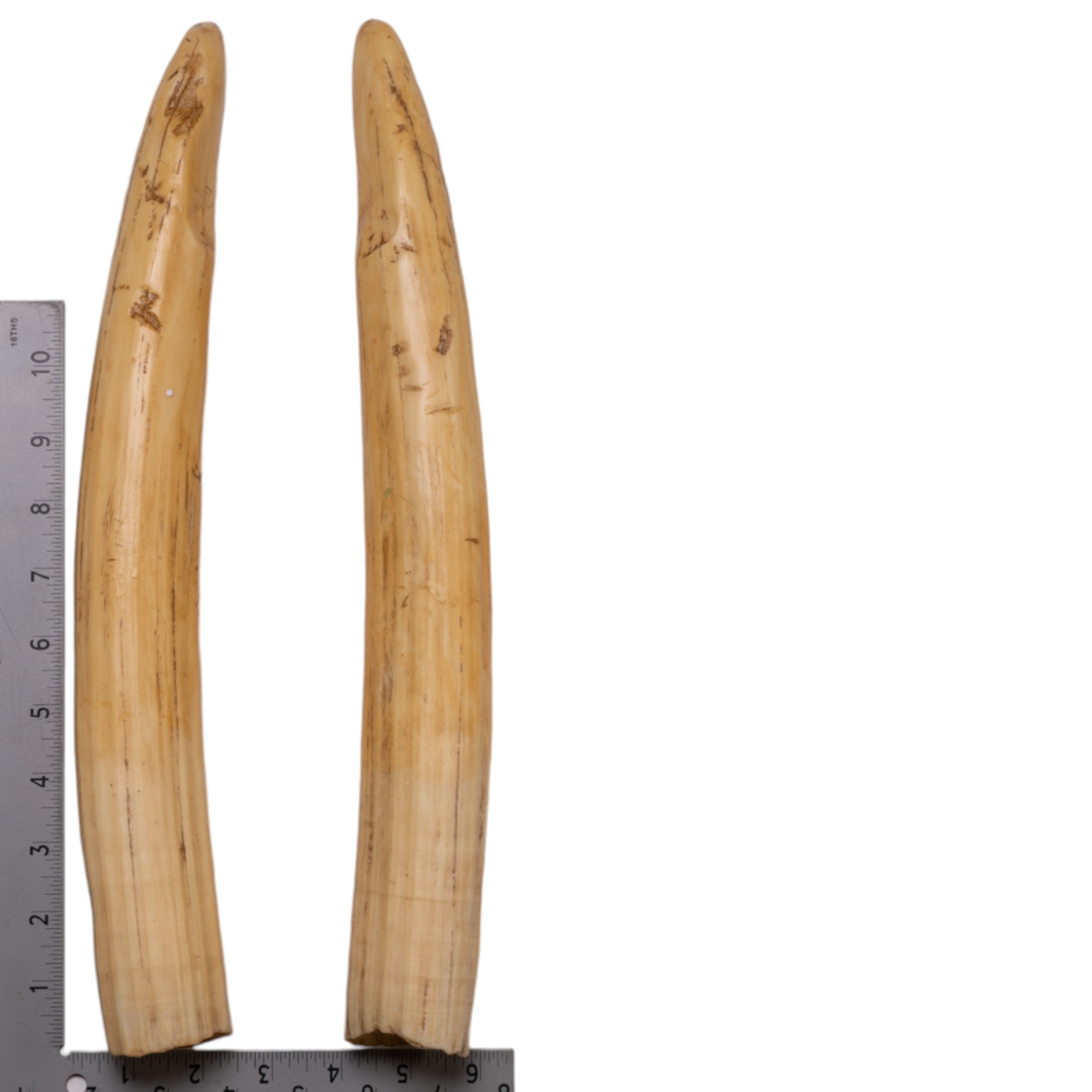 Authentic-Looking Replica Hippopotamus Teeth Set - 12-Piece Full Dental Collection for Educational Displays, Museum Exhibits & Paleontology Studies