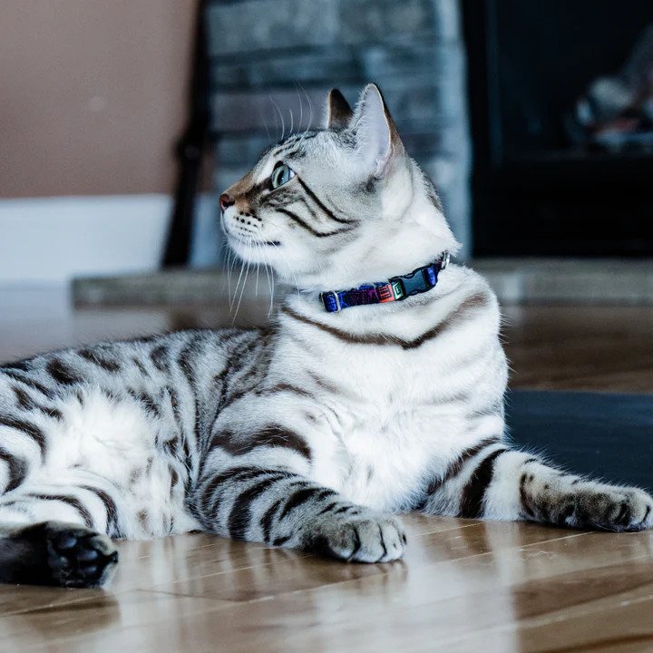 Premium Neko Cat Collar with Bell - Adjustable & Stylish Pet Collar for Cats - Perfect for Indoor/Outdoor Safety & Fashion Accessories