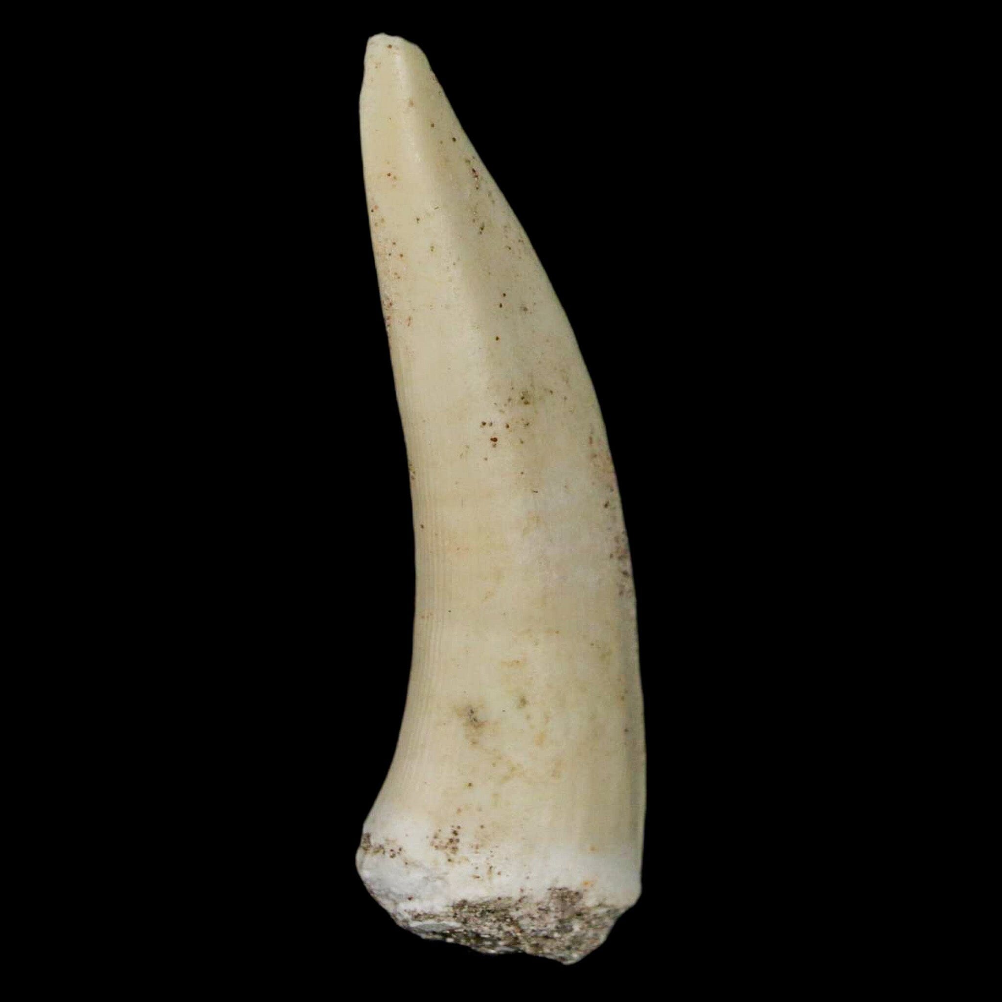 XL 2.2