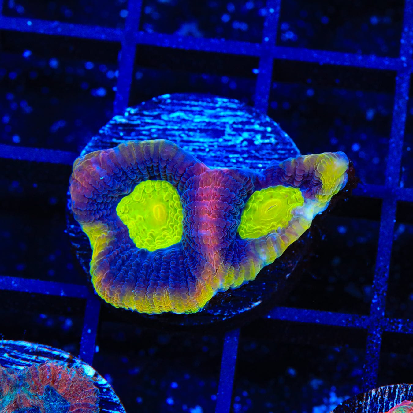 Dragon Soul Favia Coral for Saltwater Aquariums - Vibrant Live Coral for Reef Tanks, Nano Tanks & Marine Aquascaping | Perfect for Beginners & Advanced Hobbyists