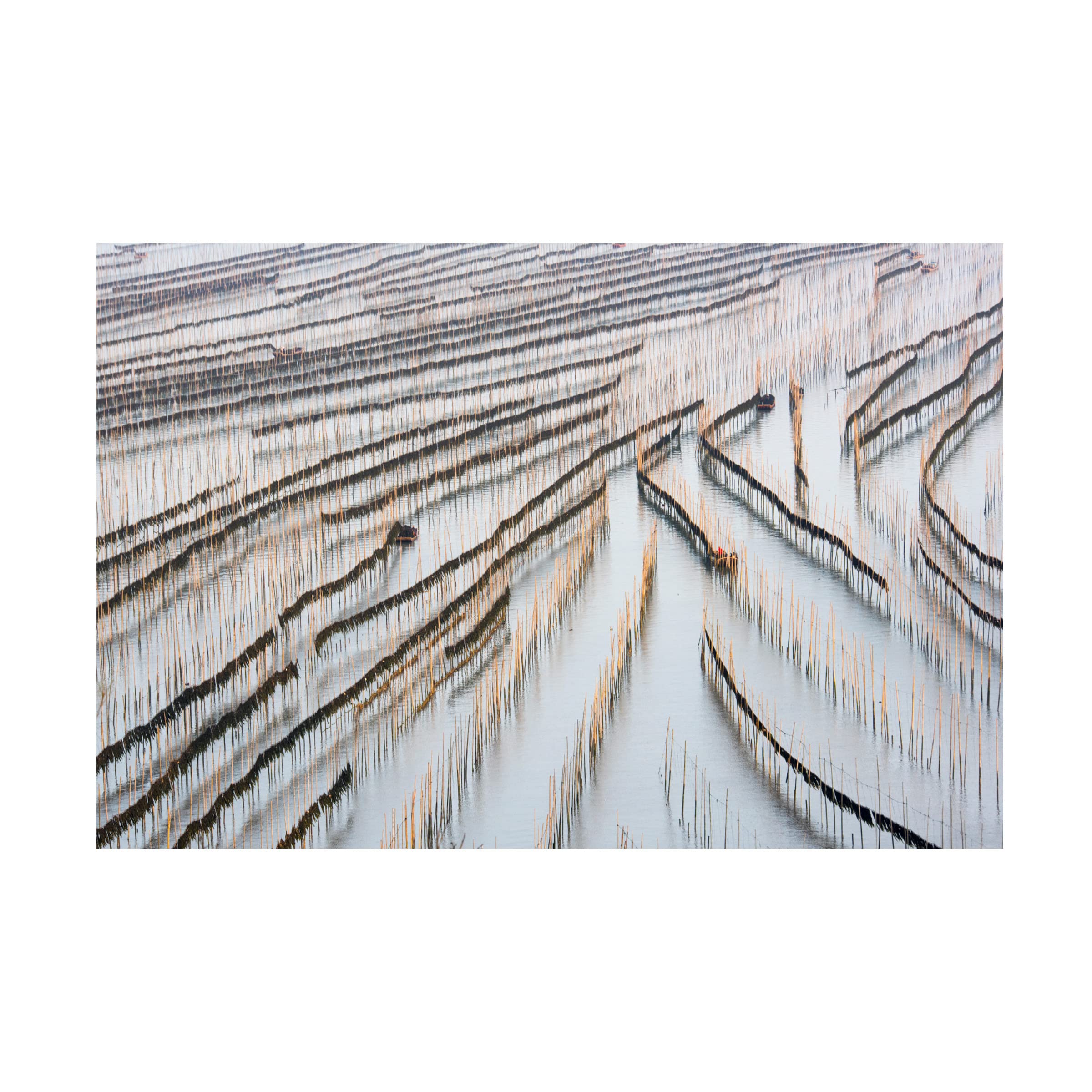 Trademark Fine Art 'Harvesting Kelp' Canvas Wall Art Print by Xinhua Zhou - Coastal Home Decor for Living Room, Bedroom & Office