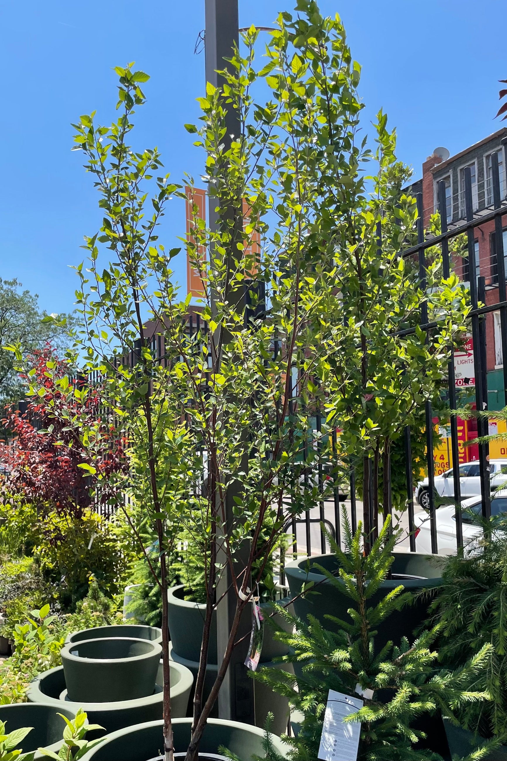 Betula Nigra Clump #10 - River Birch Tree for Landscaping & Garden Decoration | Perfect for Shade, Privacy & Erosion Control