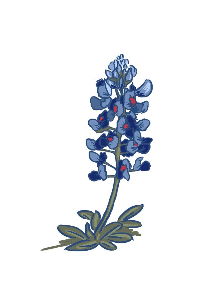 Blue Bonnet Icon - 16x24 Gallery Quality Metal Wall Art, Aluminum Home Decor for Living Room, Bedroom & Office