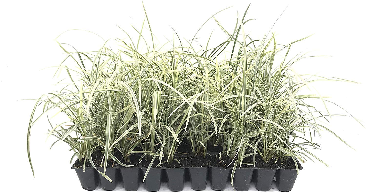 Variegated Liriope (Ophiopogon Intermedius Argenteomarginatus) - 3 Live Aztec Grass Plants for Landscaping & Ground Cover | Perfect for Borders, Rock Gardens & Shaded Areas