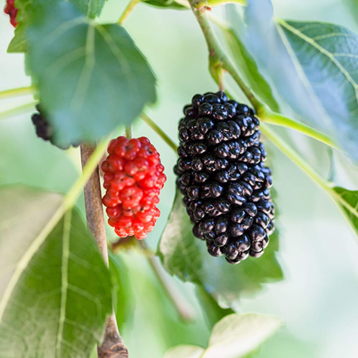 Everbearing Mulberry Tree - 5 Live Plants in 4 Inch Pots - Sweet Edible Fruit Tree for Patio, Garden & Backyard - Perfect for Home Gardening, Landscaping & Fresh Fruit Harvesting