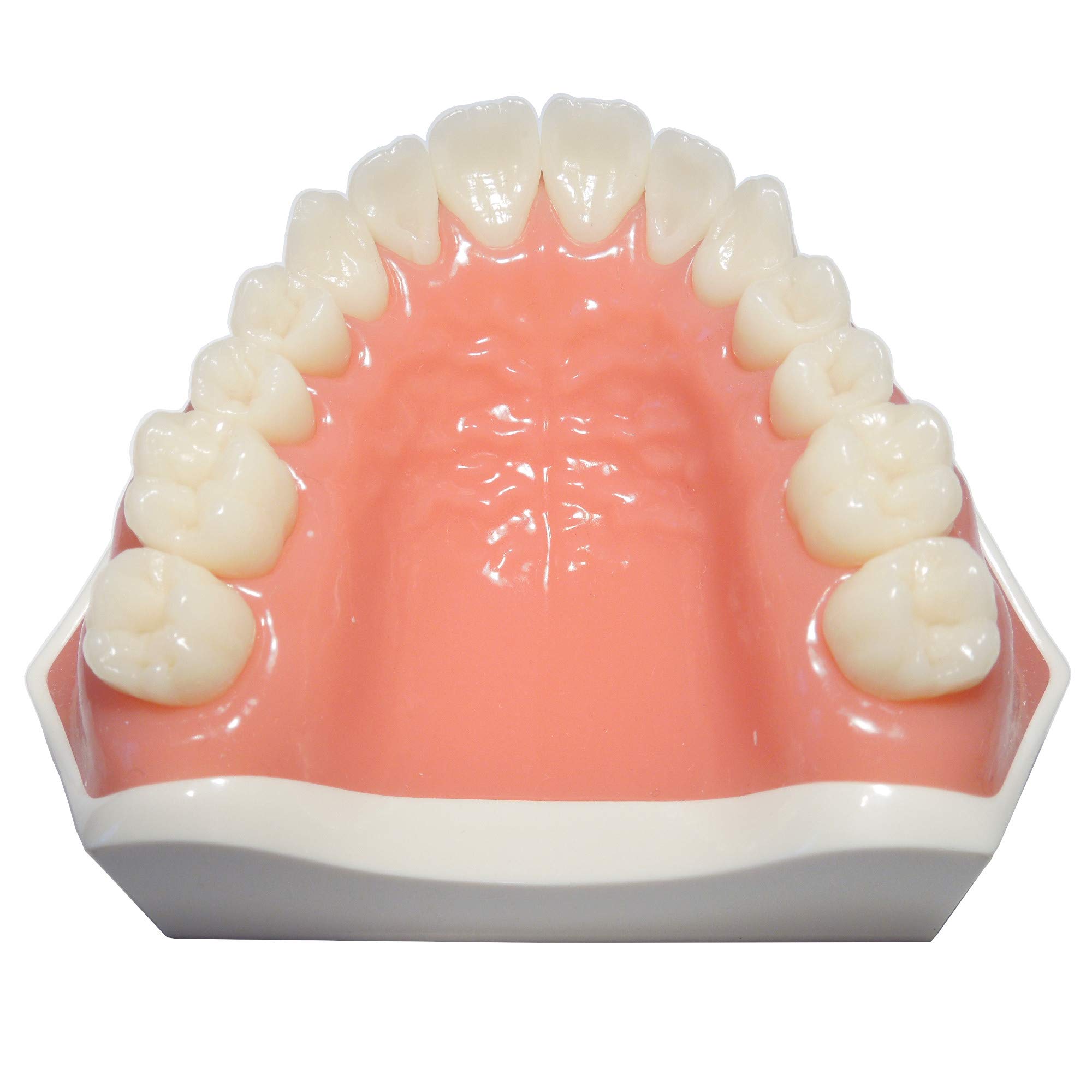 Flex Upper Jaw Denture with 14 Removable Ivorine Teeth & Soft Gingiva - Comfortable Dental Prosthesis for Eating, Speaking & Smiling Naturally
