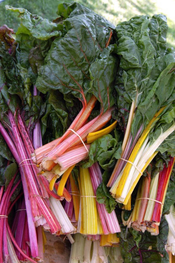 150 Mixed Colors Northern Lights Swiss Chard (Perpetual Spinach) Beta Vulgaris Cicla Vegetable Seeds - Non-GMO, Heirloom Variety for Home Gardening, Container Planting & Edible Landscaping