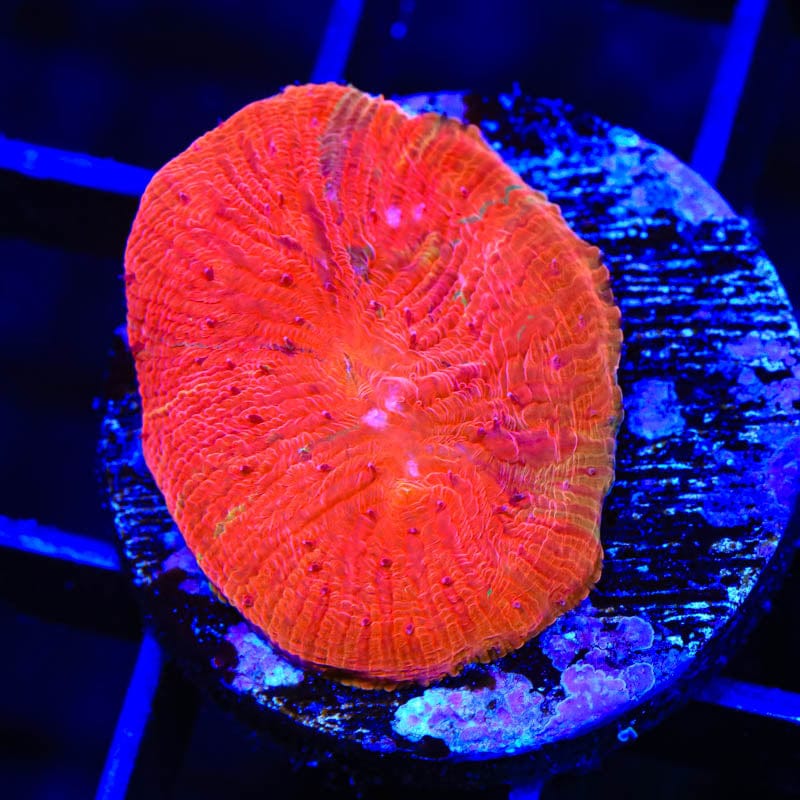 Diablo Diaseris Plate Coral - Stunning Saltwater Aquarium Coral for Reef Tanks | Perfect for Marine Aquascaping & Coral Propagation