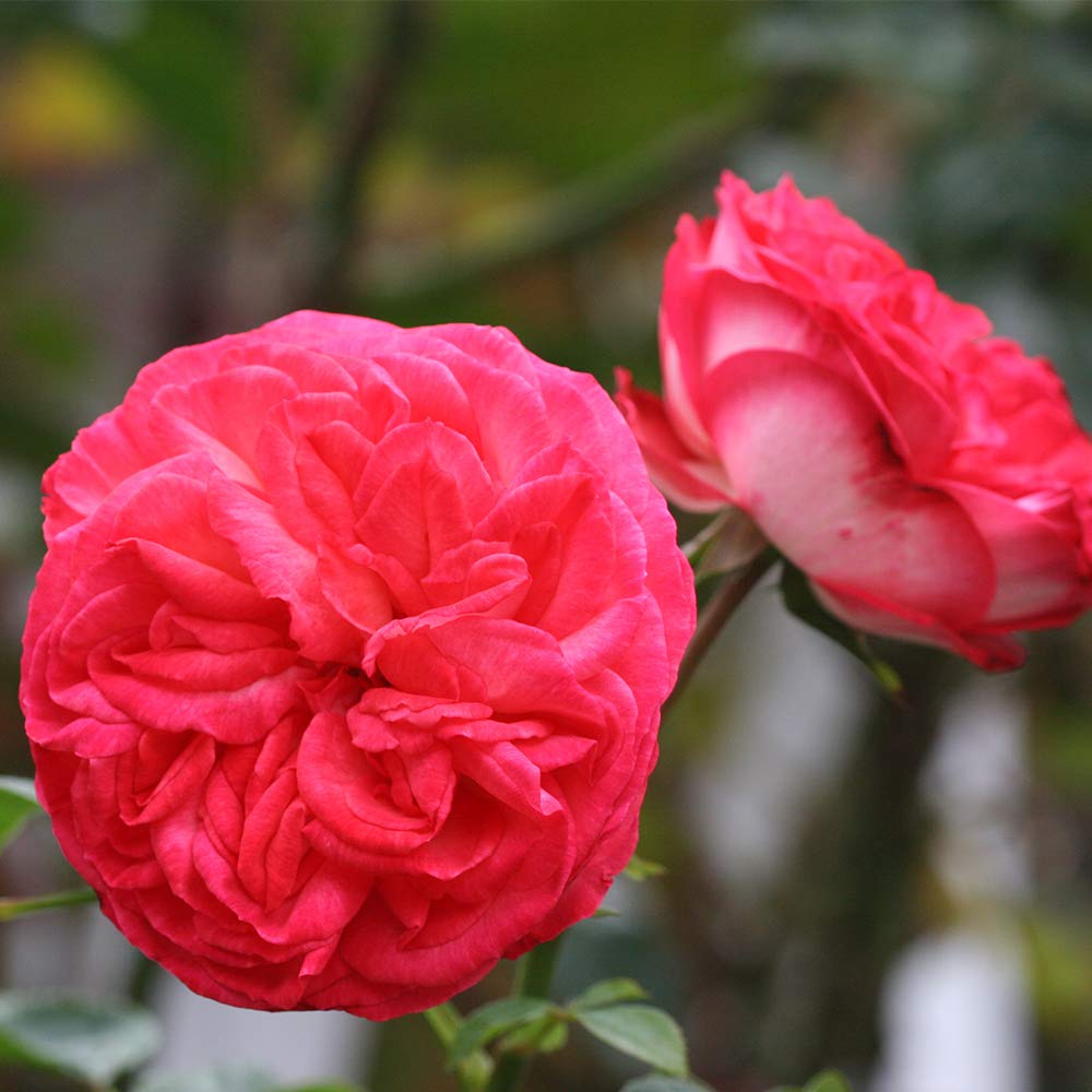 Heirloom Roses Antique Pink Rose Bush - Climbing Roses Live Plant for Outdoor Garden Planting | Perfect for Trellises, Fences & Romantic Landscapes