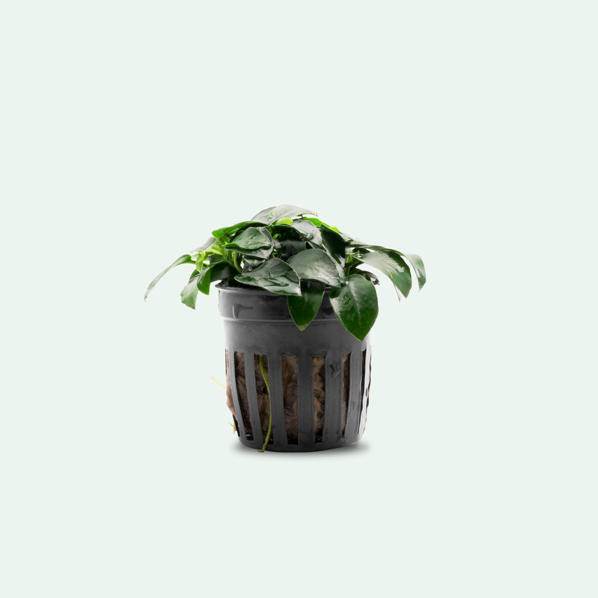 Anubias Nana Petite Live Aquarium Plant - Small Aquatic Plant for Fish Tanks, Nano Tanks & Aquascaping | Low Light & Easy Care Freshwater Plant