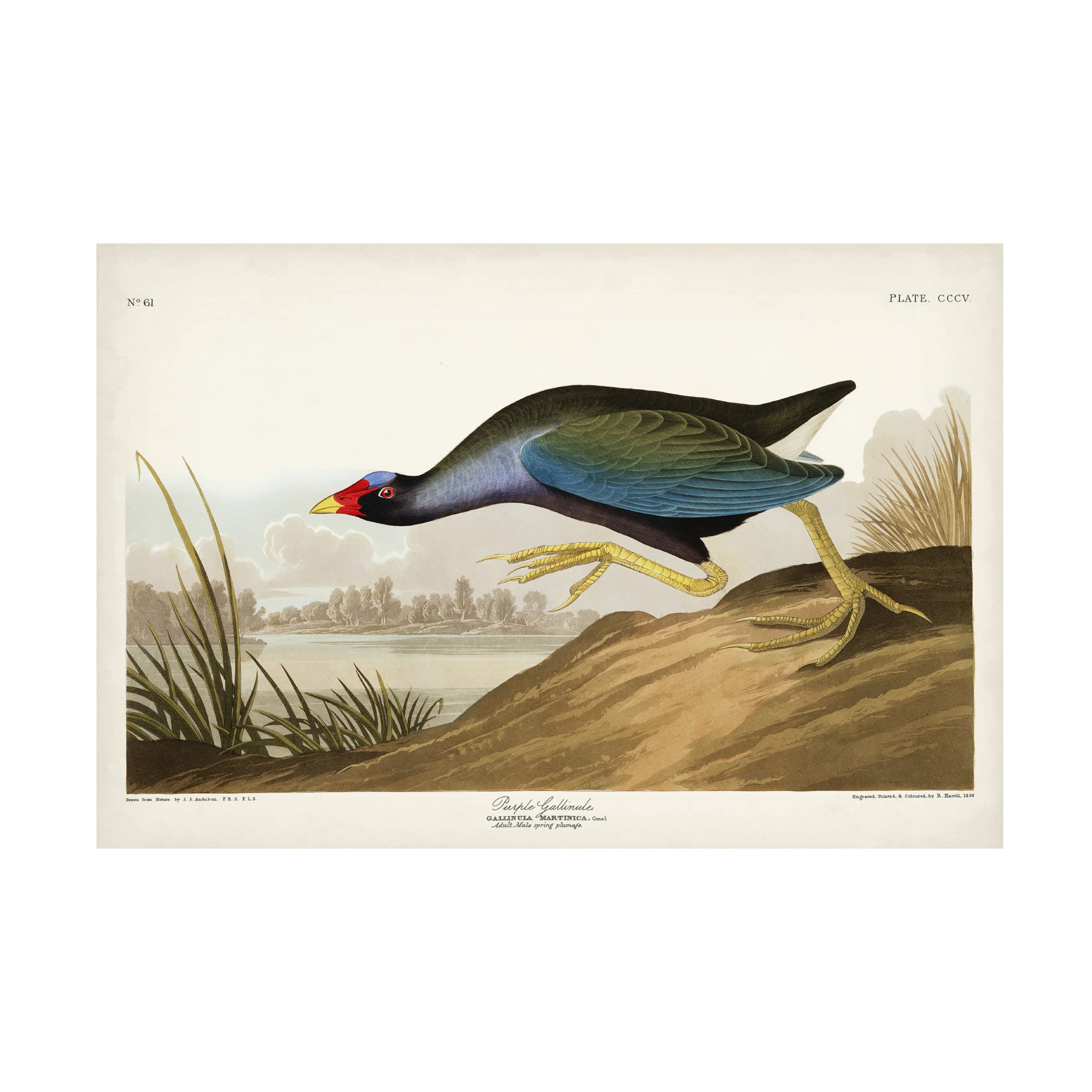 John James Audubon 'Purple Ganaule' Canvas Art Print - 16x24 Inch Wall Decor for Living Room, Bedroom & Office - Trademark Fine Art Collection