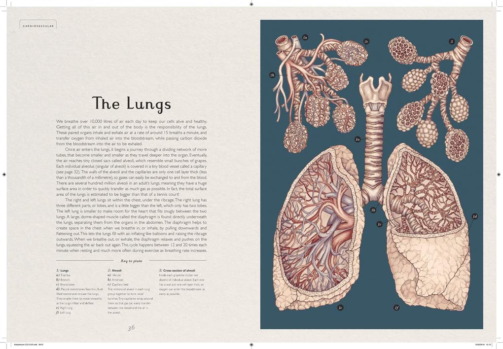 Anatomicum by Jennifer Z Paxton - Illustrated by Katy Wiedemann | Human Anatomy Book for Medical Students & Artists | Perfect for Study, Reference & Artistic Inspiration