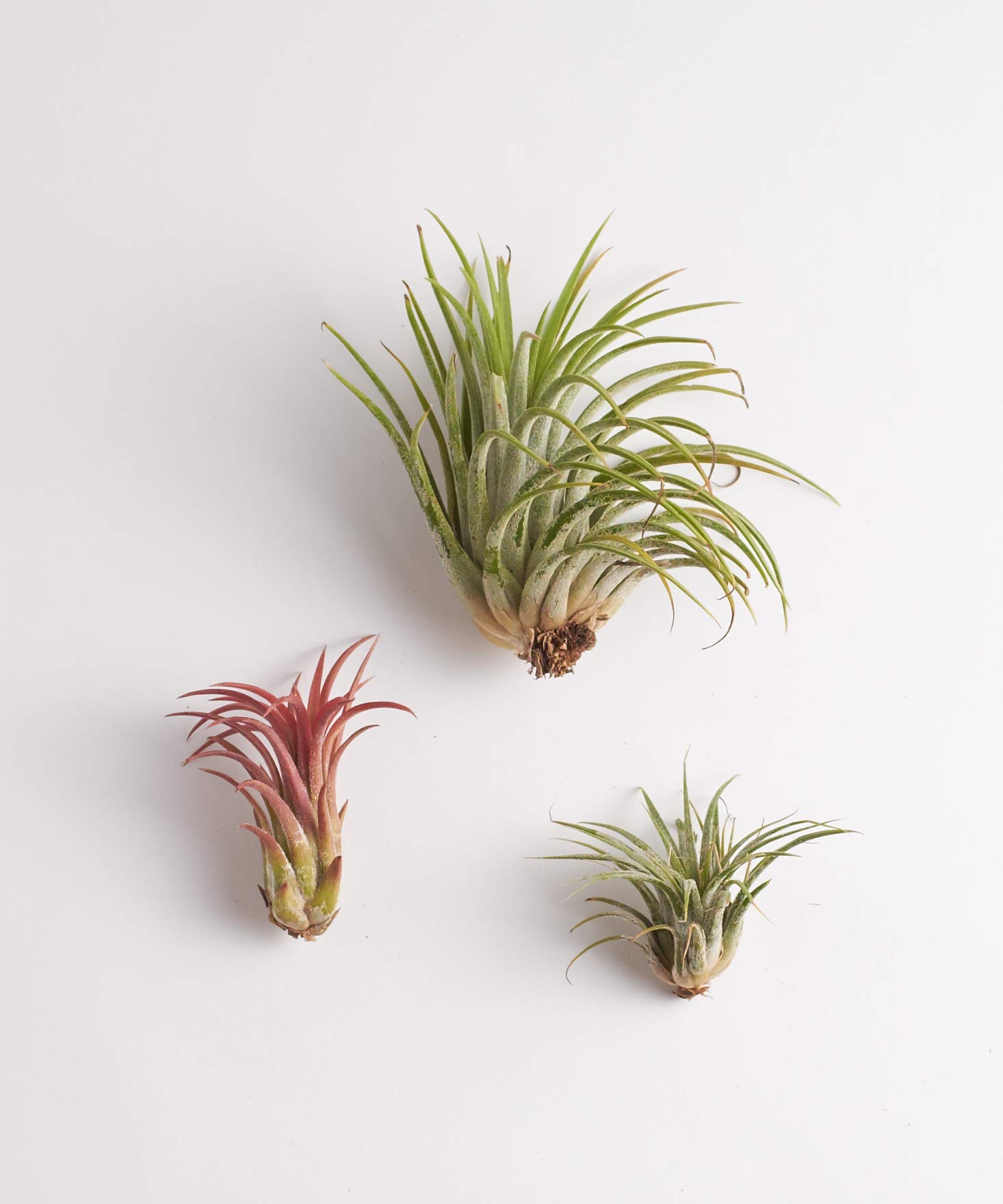 Shop Succulents | Assorted Live Air Plants Variety Pack - Hand-Selected Collection of 3 Unique Tillandsias | Perfect for Home Decor, Office Desk & Terrarium Displays