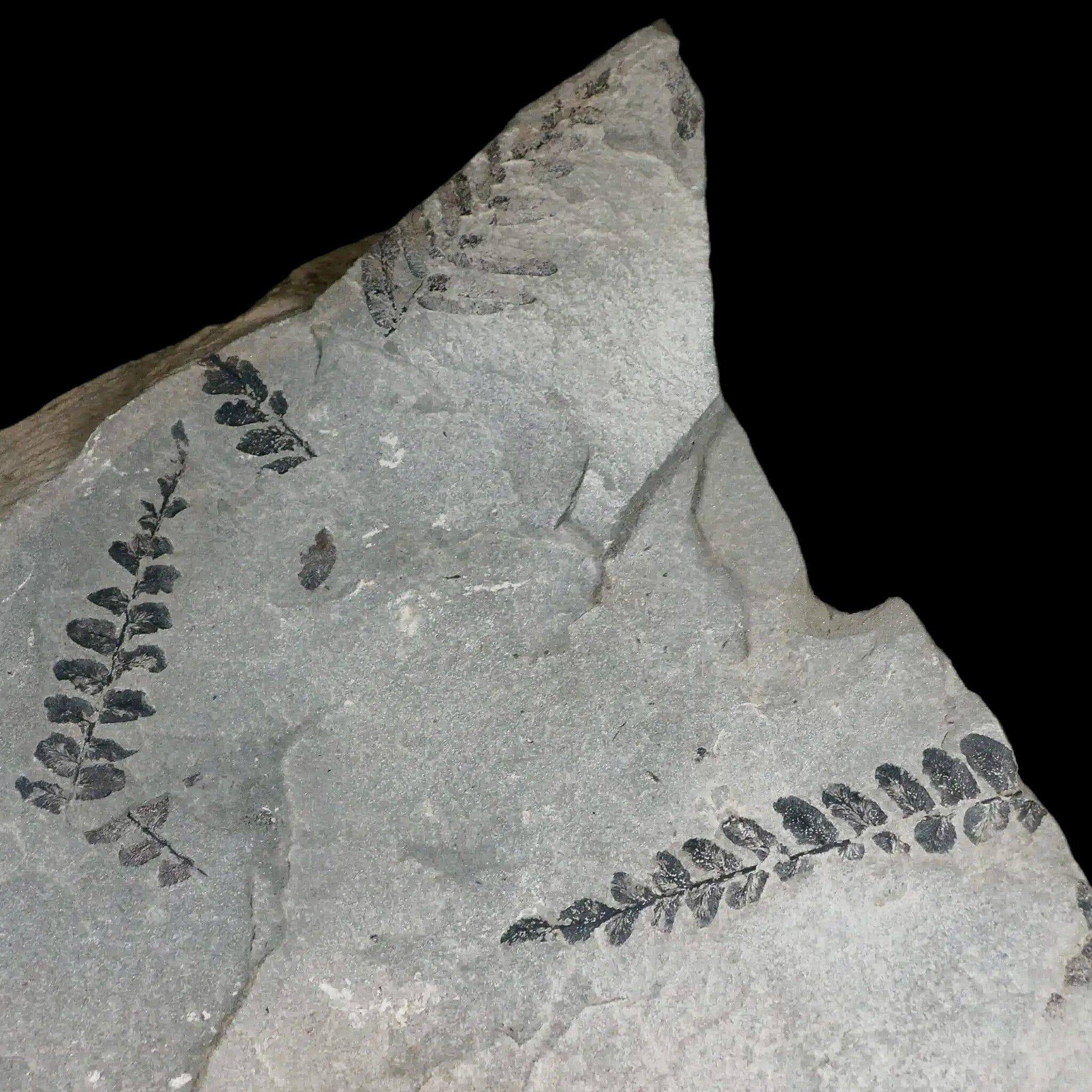 Neuropteris SP Fern Plant Fossil Leaves - Carboniferous Age Specimen from Breathitt Formation, Leslie County KY | Rare Paleobotany Collectible for Science Education & Home Decor