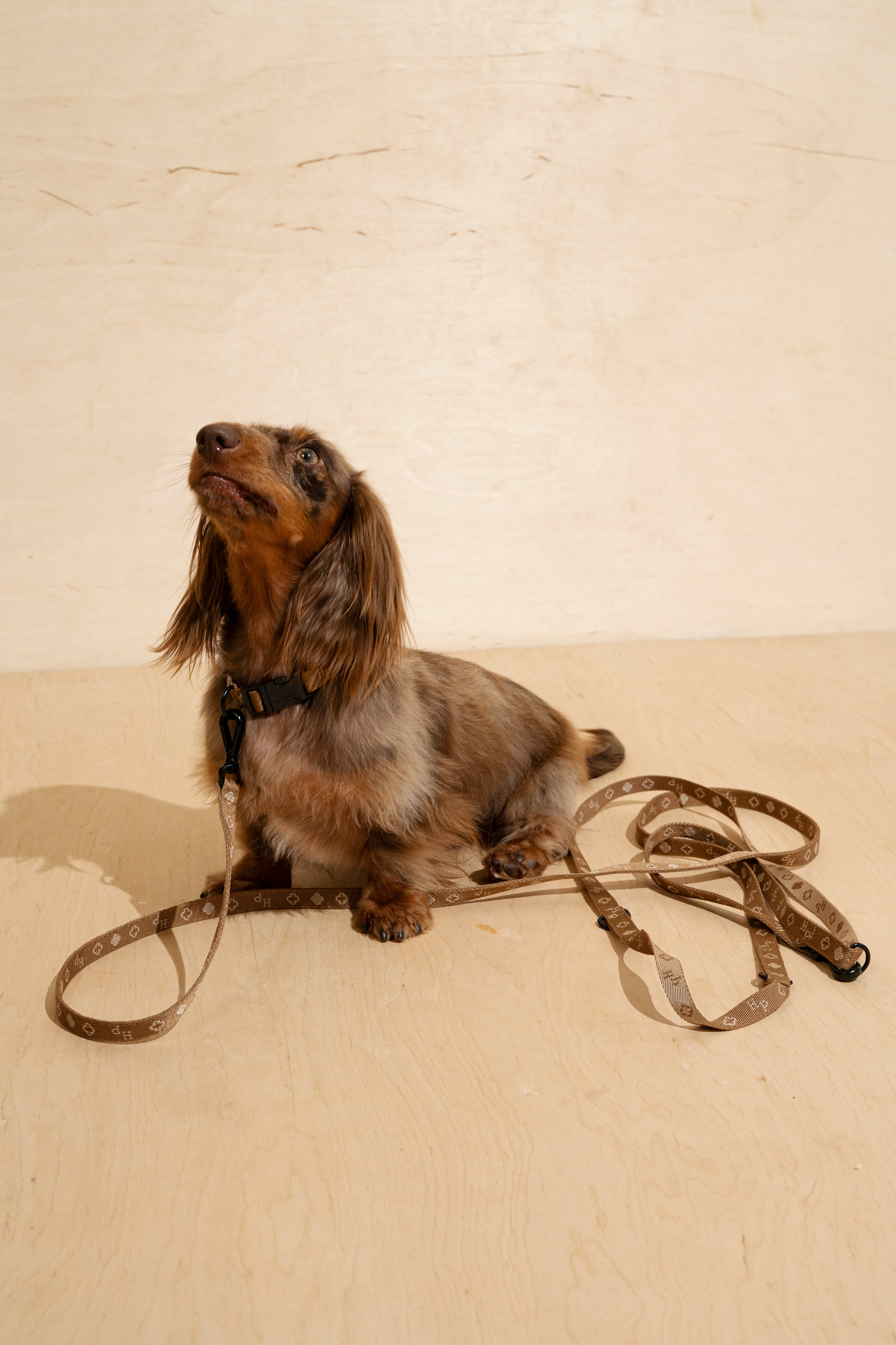 Mini Ginger Pony Collar for Dogs - Comfortable & Adjustable Pet Accessory for Small Breeds - Perfect for Daily Walks, Training & Outdoor Adventures
