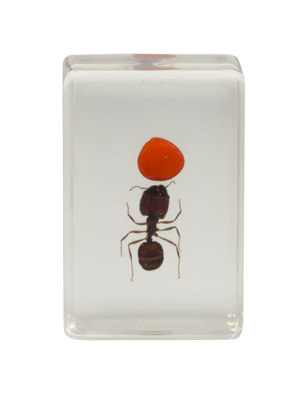 3D Bug Specimen Kit #3 - Realistic Insect Models for Science Education & Home Decor | Perfect for Classroom, Kids Learning & Nature-Themed Decorations