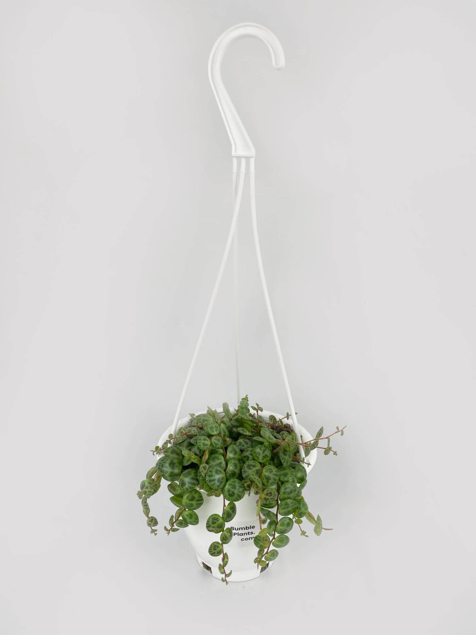 Bumble Plants String of Turtles Succulent - Live Potted Peperomia Prostrata Houseplant for Home & Office Decor | Indoor Hanging Plant for Shelves, Desks & Windowsills