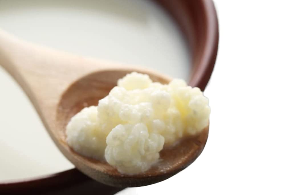 Organic Milk Kefir Grains Starter Kit - Live Probiotic Culture for Homemade Fermented Drinks with Whole Milk, Almond Milk, Goat Milk or Coconut Milk | Perfect for Gut Health, Smoothies & Healthy Breakfast