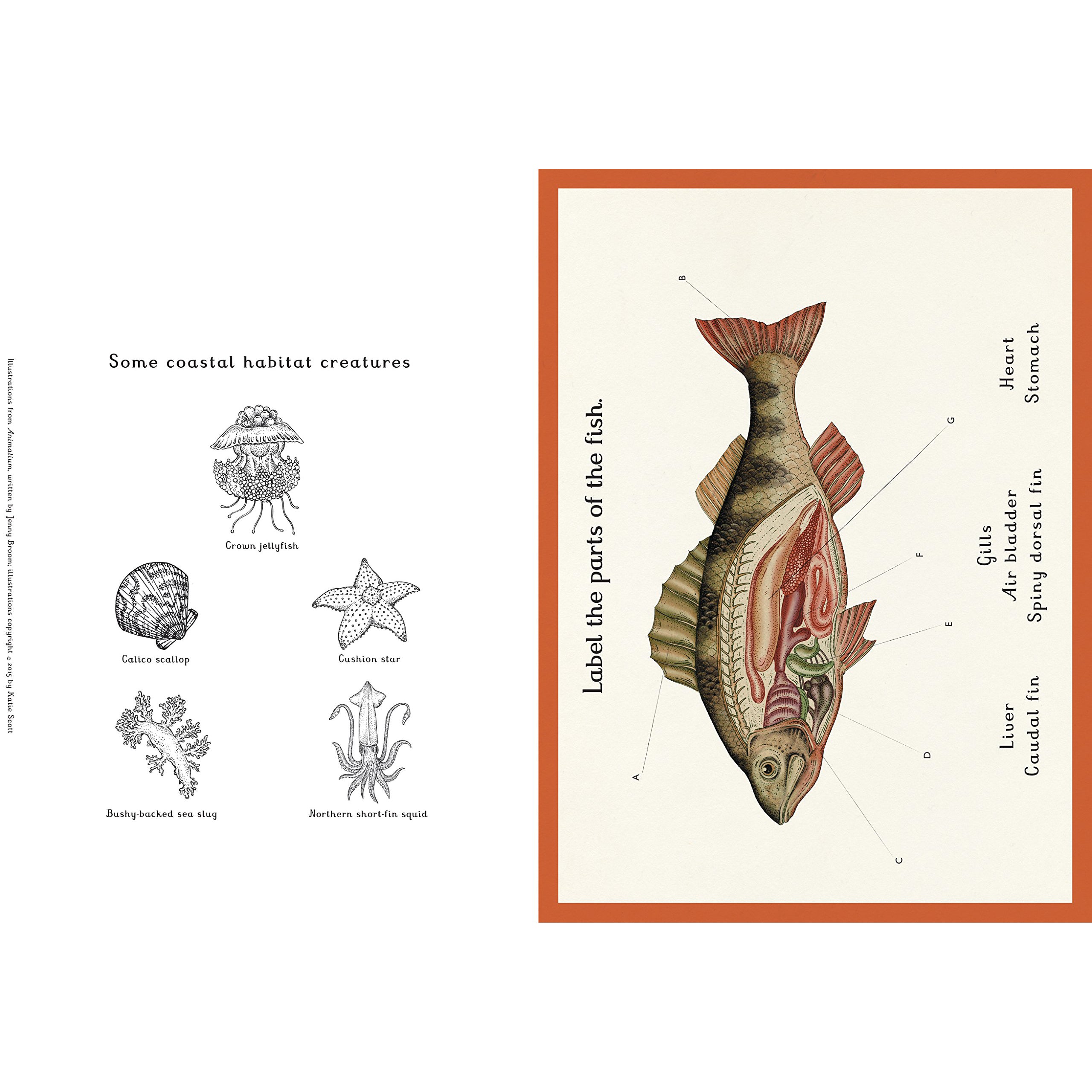 Animalium Book - Interactive Play Toy & Educational Activity Book for Kids | ISBN 9781787411647 | Perfect for Storytime, Learning & Fun at Home or School
