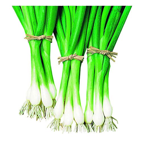 Warrior Bunching Scallion