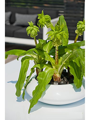 Modern White Fiberstone Round Planter Bowl - 6