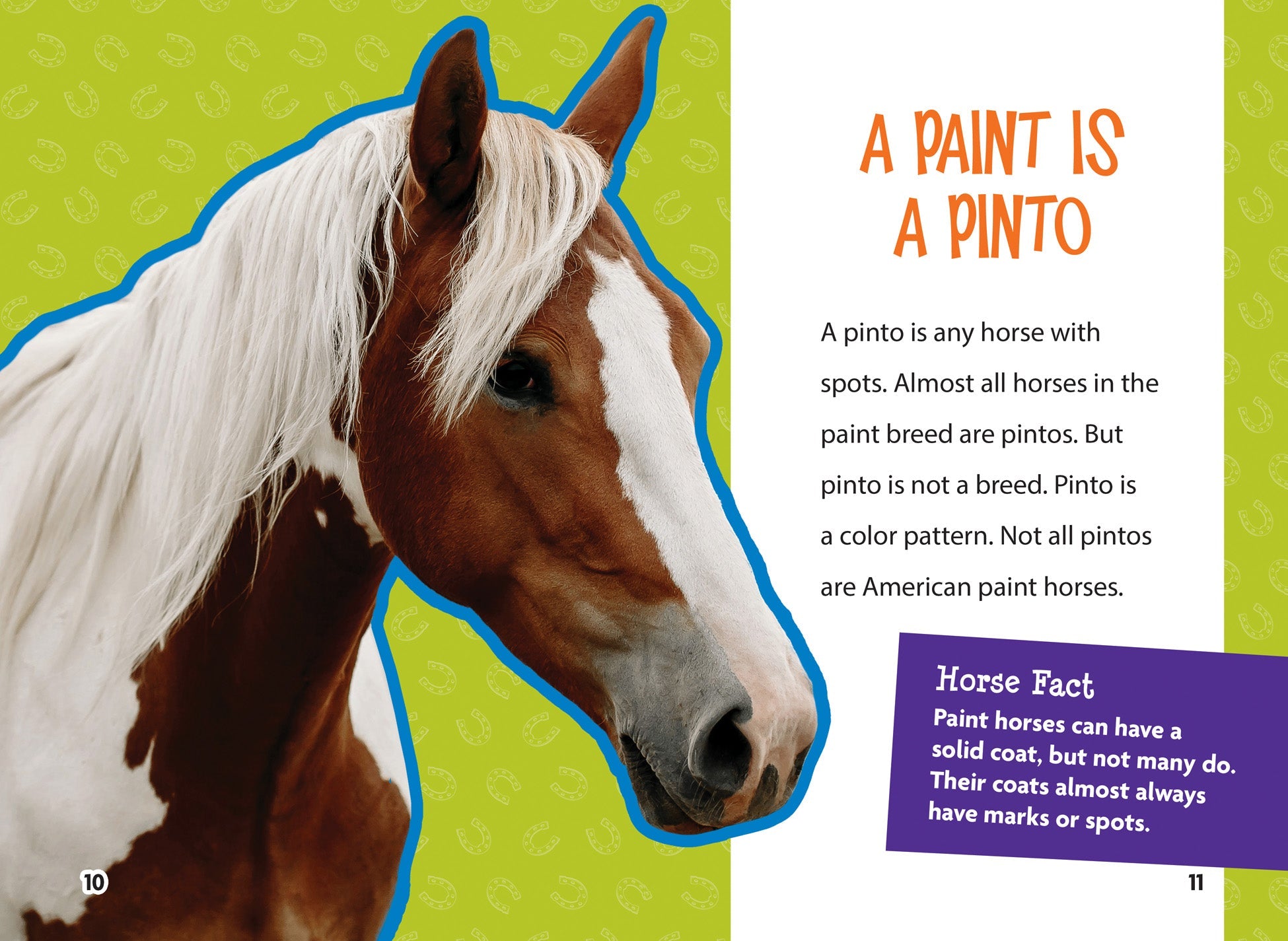 American Paint Horses for Sale | Beautiful Spotted Coat Patterns | Perfect for Trail Riding, Shows & Ranch Work