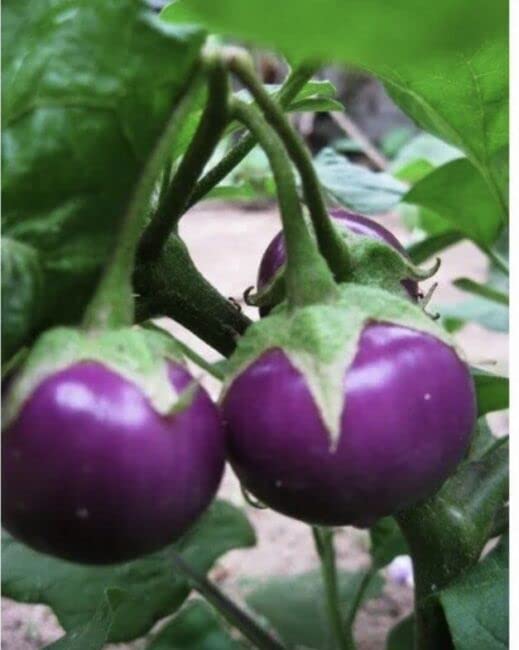 Organic Round Mini Purple Eggplant Seeds for Planting - 100 Non-GMO Heirloom Seeds - Vietnamese Ca Phao Tim Variety - Perfect for Home Gardens, Containers & Urban Farming