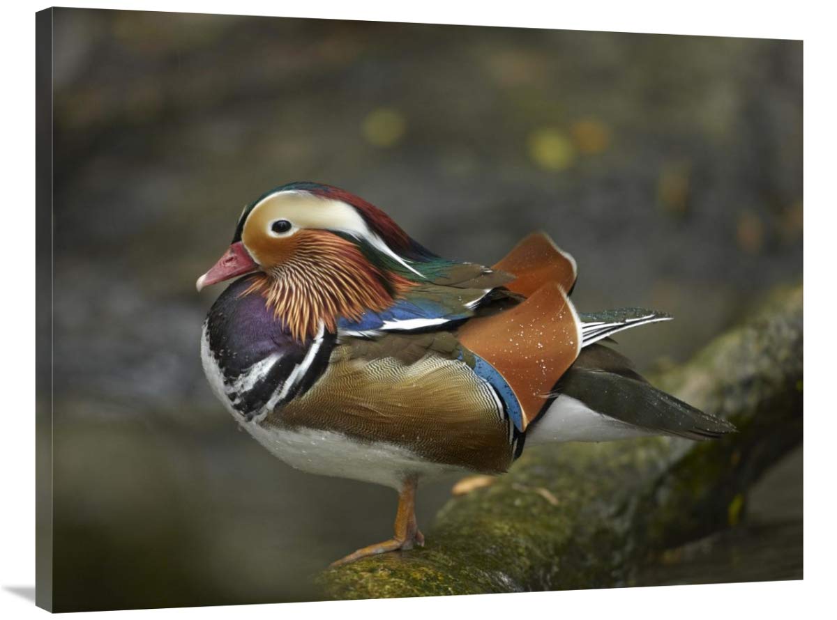 30 x 40 Inch Mandarin Duck Male Art Print - Jurong Bird Park Singapore Wildlife Photography by Tim Fitzharris - Perfect for Home Decor, Office Wall Art & Nature Lover Gifts