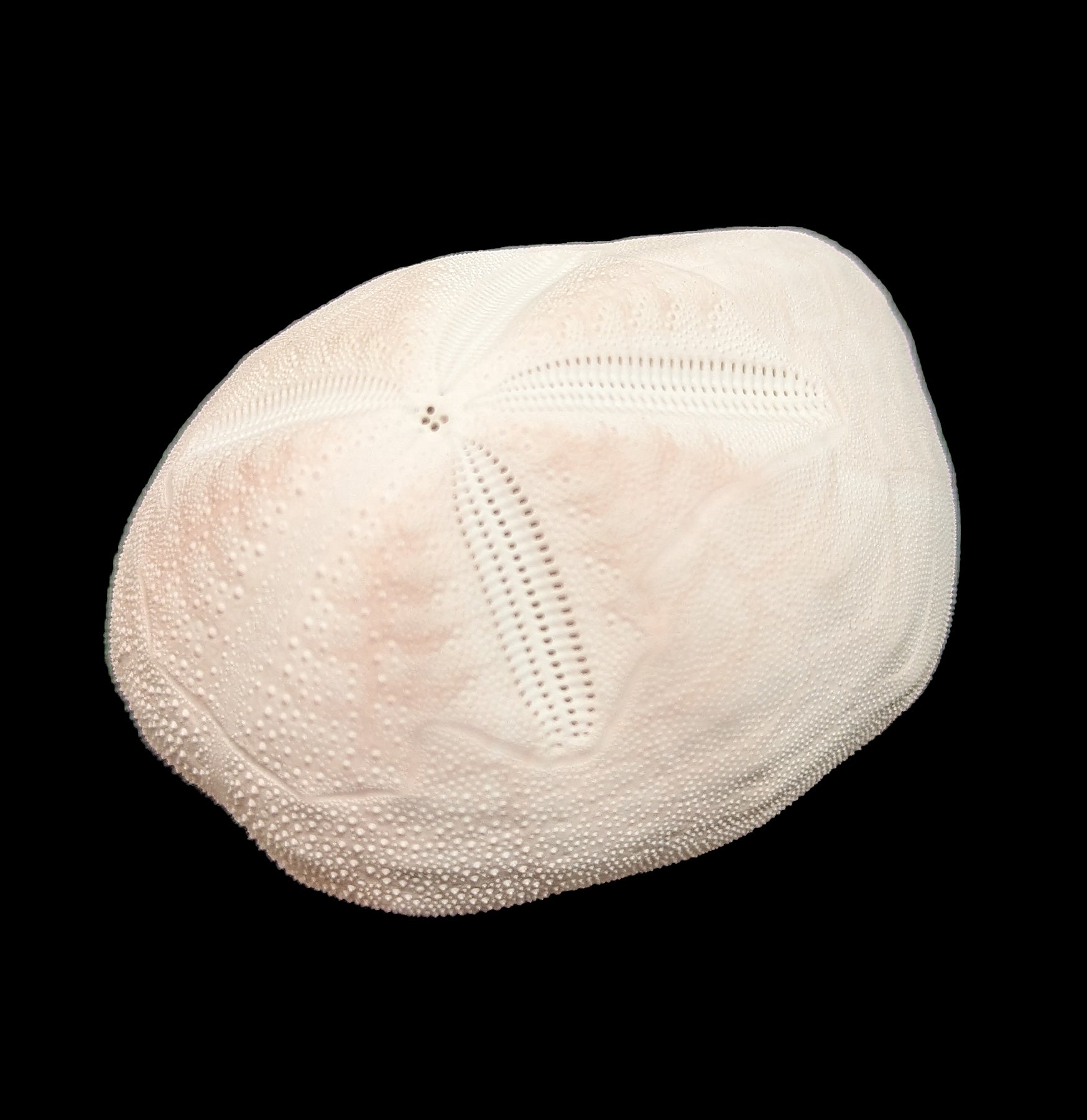 Pink Sea Gopher Urchin - Unique Marine Decor for Aquariums & Beach Themed Home Decor | Perfect for Coastal Style Living Rooms, Office Desks, and Wedding Centerpieces