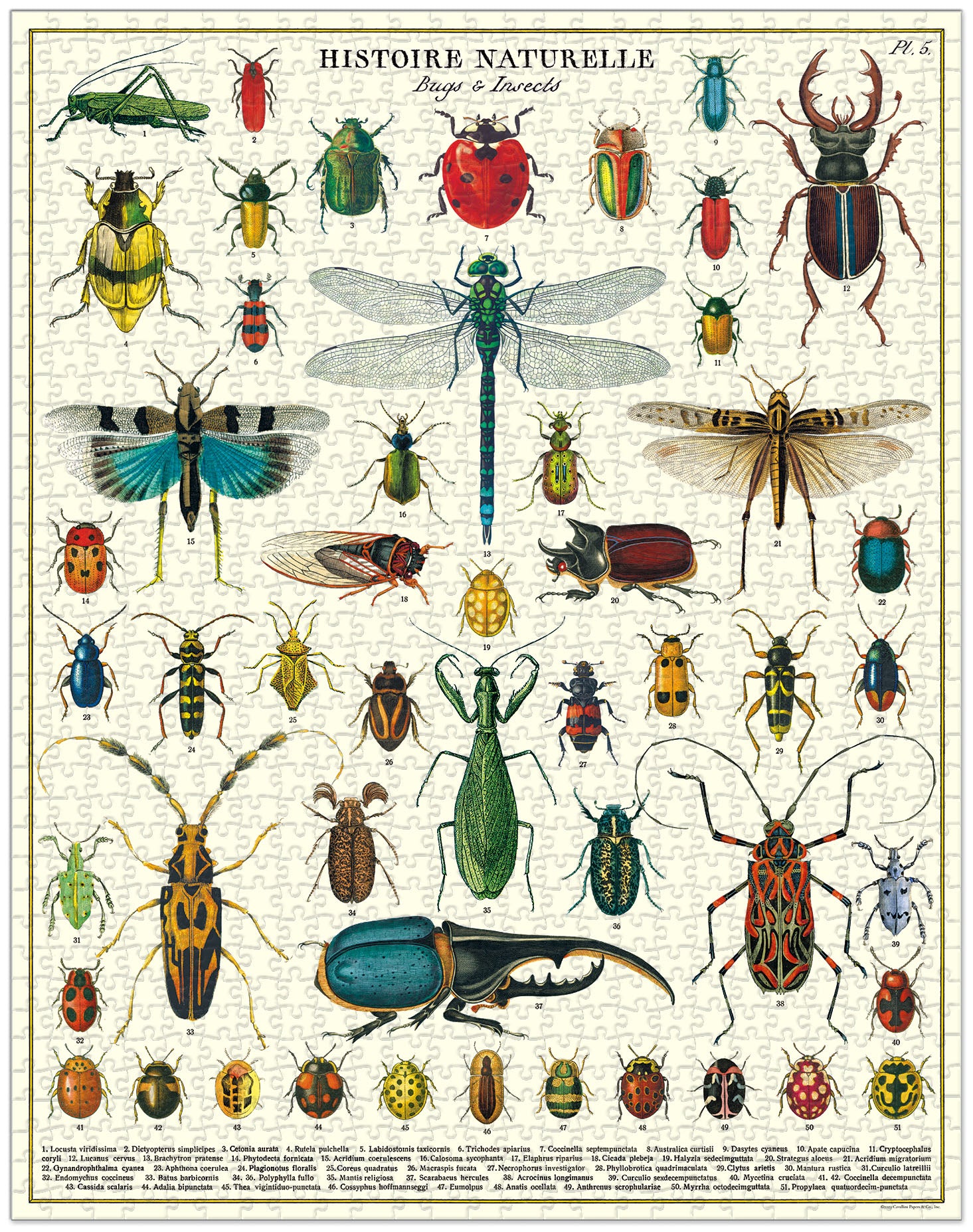 1,000 Piece Bug & Insect Jigsaw Puzzle - Educational Nature Themed Puzzle for Adults & Kids - Perfect for Family Game Night & Classroom Learning Activities