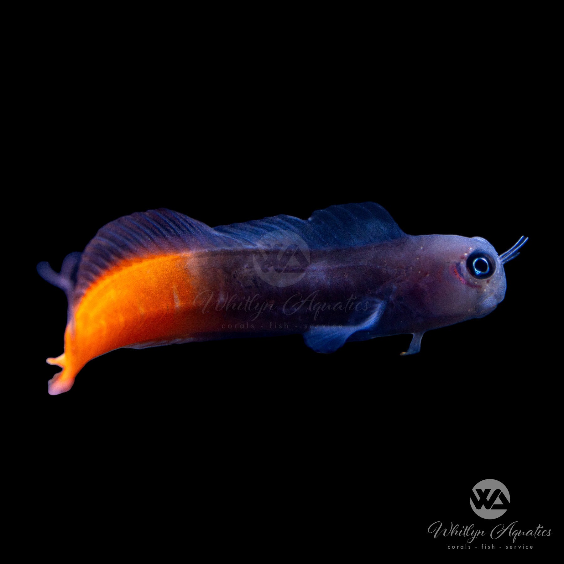 Bicolor Blenny Fish (Ecsenius bicolor) - Saltwater Aquarium Fish for Reef Tanks | Perfect for Marine Aquascaping and Nano Tanks