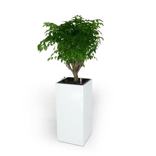 Catleza Self-Watering Square Planter Box - Durable Composite Material for Indoor/Outdoor Plants - Perfect for Home Garden, Patio, and Balcony Decor