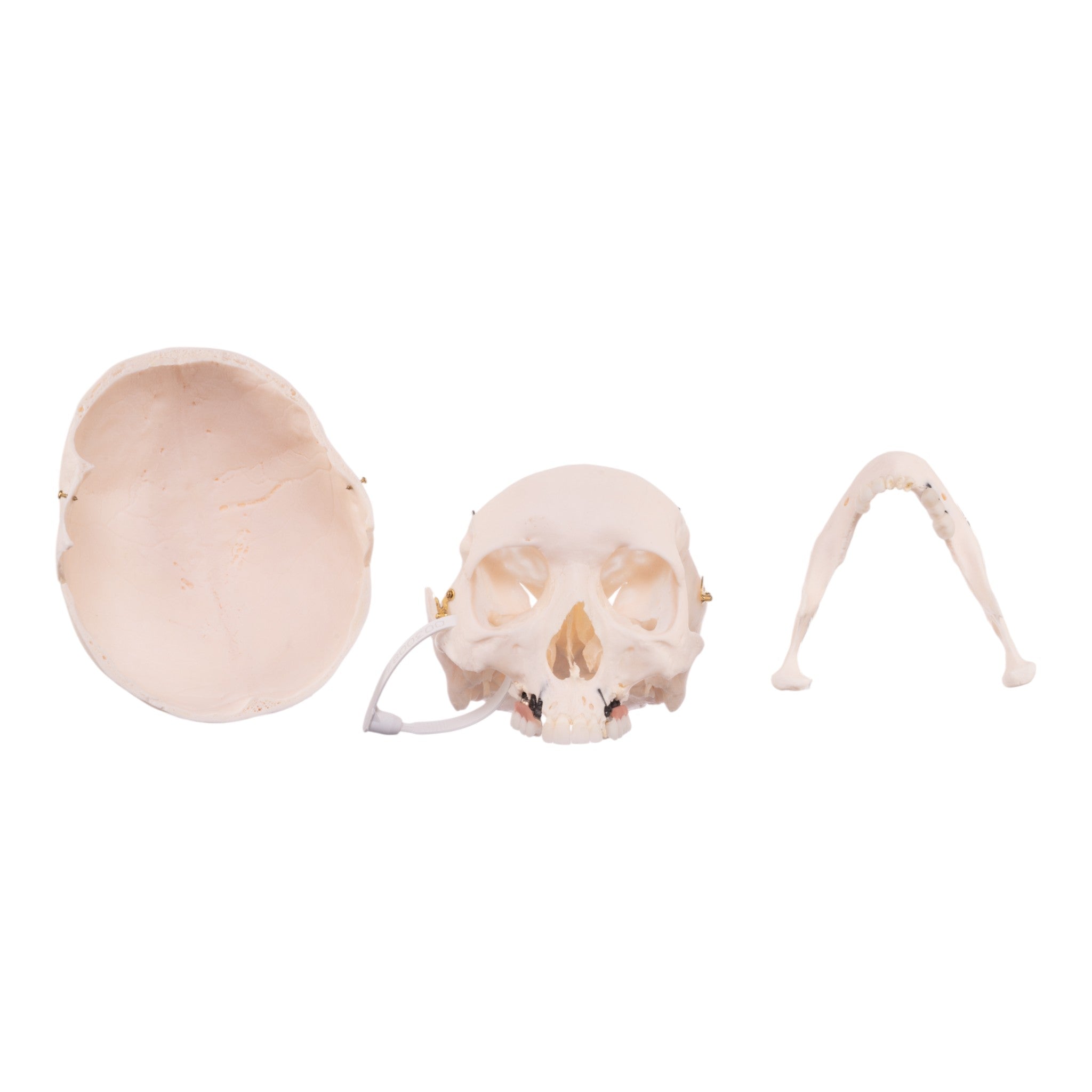 Authentic Human Skull Model for Medical Research, Anatomy Study & Halloween Decor - Perfect for Doctors, Students & Spooky Home Decor