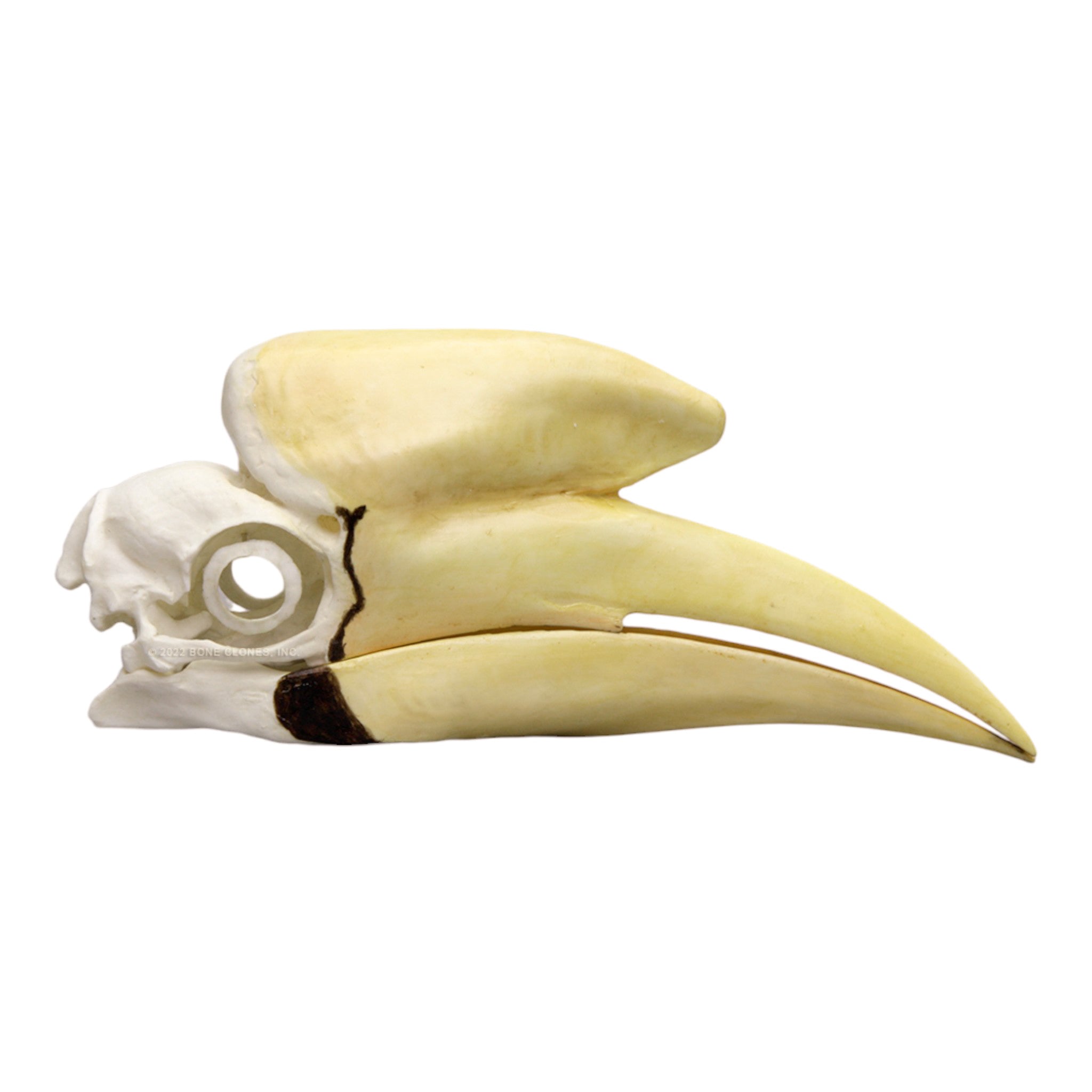 Black Hornbill Skull Replica - Realistic Decorative Skull for Home Decor, Gothic Display, Halloween Props, and Taxidermy Art