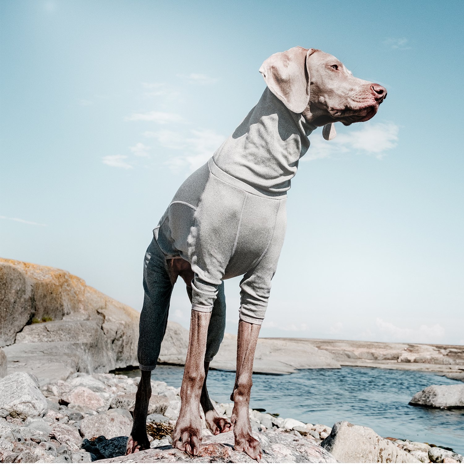 Hurtta Body Warmer Dog Recovery Suit - Carbon Grey 12M - Post-Surgery Protective Vest for Dogs | Perfect for Cold Weather & Wound Healing