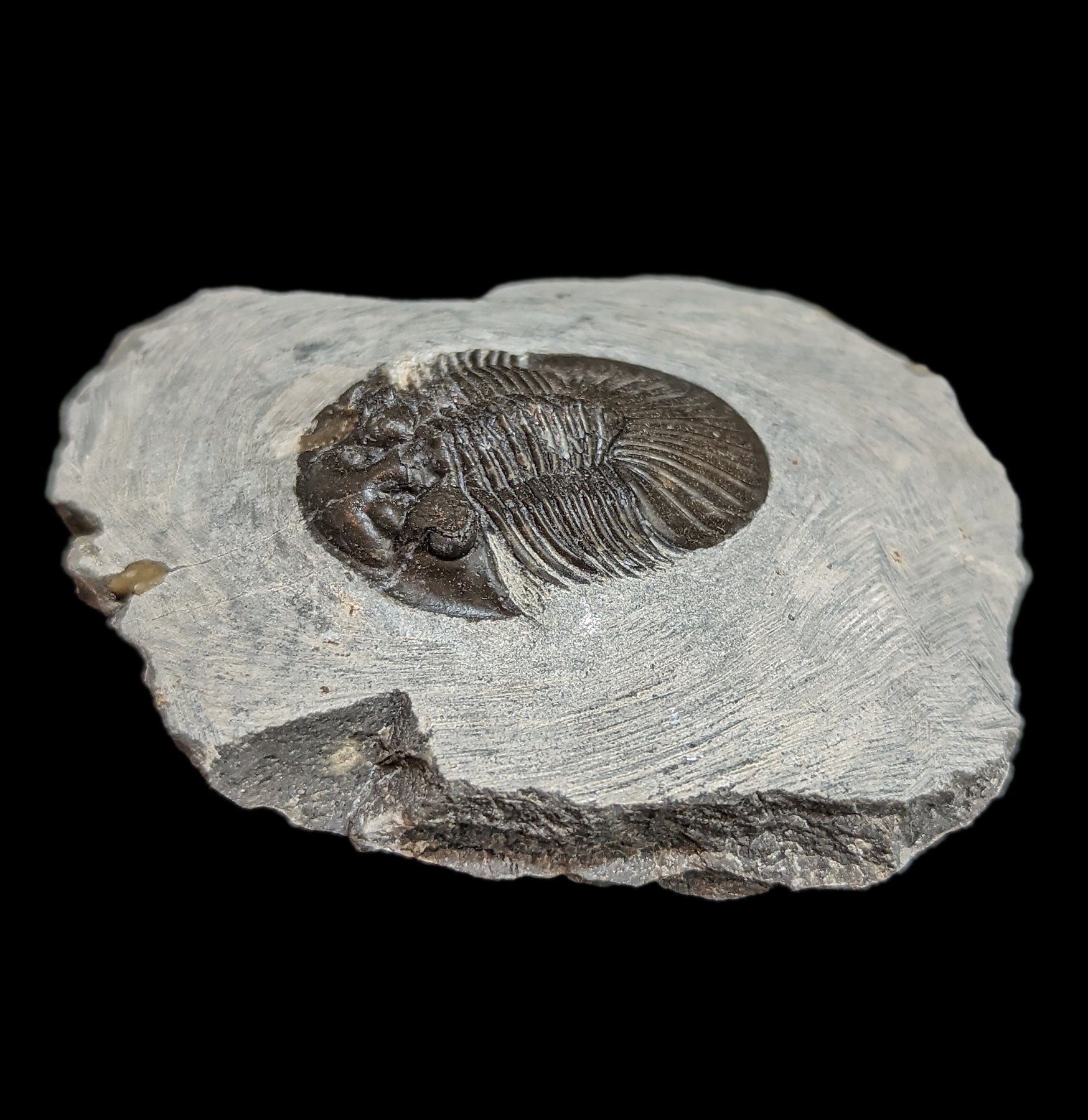 Authentic Fossil Trilobite Paralajurus in Matrix - Rare Natural Specimen for Collectors & Science Enthusiasts - Perfect for Home Decor, Classroom Display & Paleontology Gifts