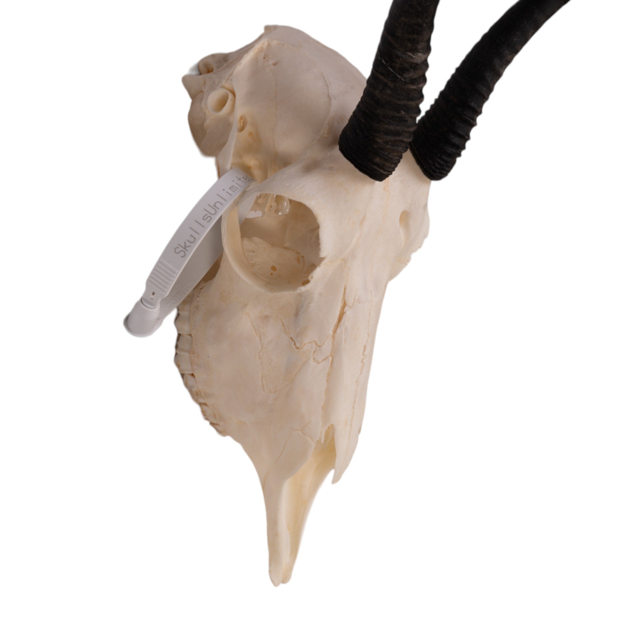 Authentic Female Springbok Skull Taxidermy - Rare African Wildlife Trophy for Home Decor, Hunting Lodge Display & Unique Gift Idea