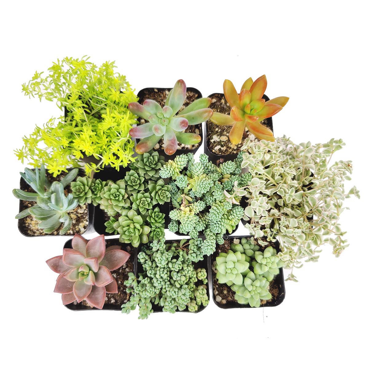 Sedum Succulent Pack | Set of 2/4/6/8/10/24/36/48 Live Succulent Plants - Perfect for Home Decor, Office Desk, Wedding Favors & Garden Landscaping