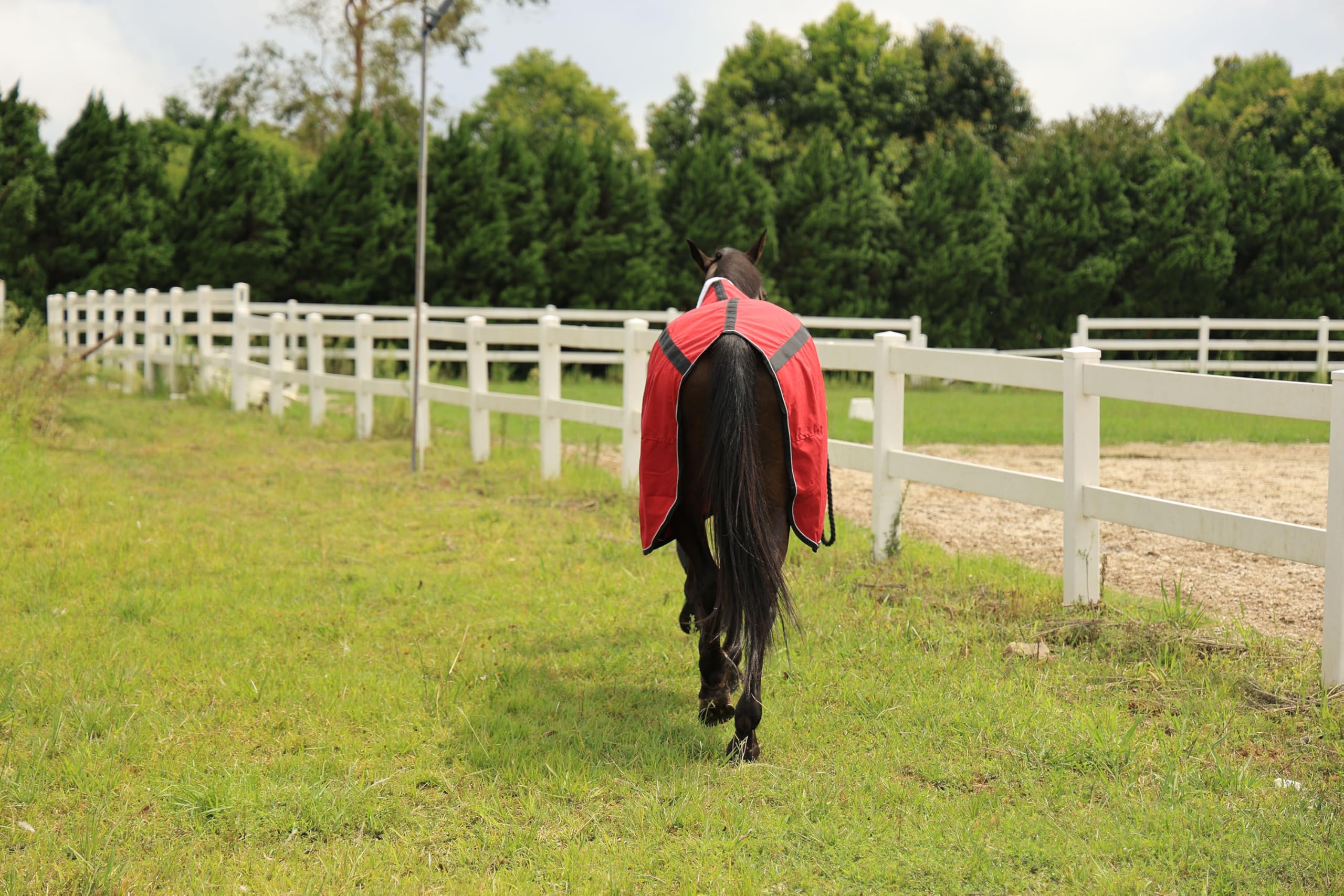Premium Horse Canvas Sheet for Stable & Blanket Liner - Breathable, Durable & Washable (51