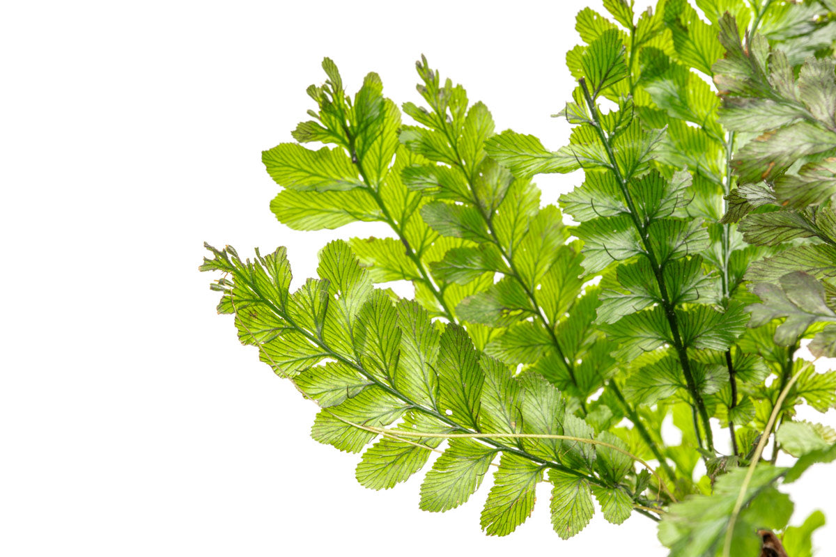 Trichomanes Javanicum Bonsai Tree - Rare Fern Miniature Plant for Home & Office Decor | Perfect for Zen Gardens, Terrariums, and Indoor Greenery