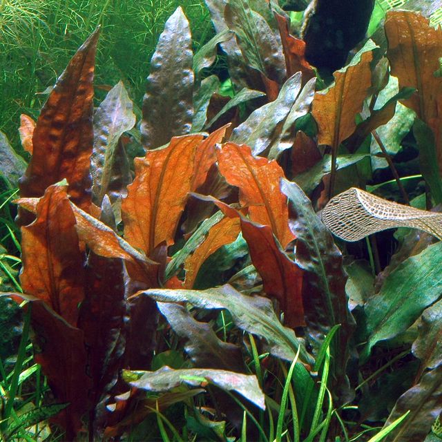 TCulture Cryptocoryne Wendtii Mi Oya Live Aquarium Plant in Pot - Perfect for Freshwater Fish Tanks, Aquascaping & Aquatic Gardens
