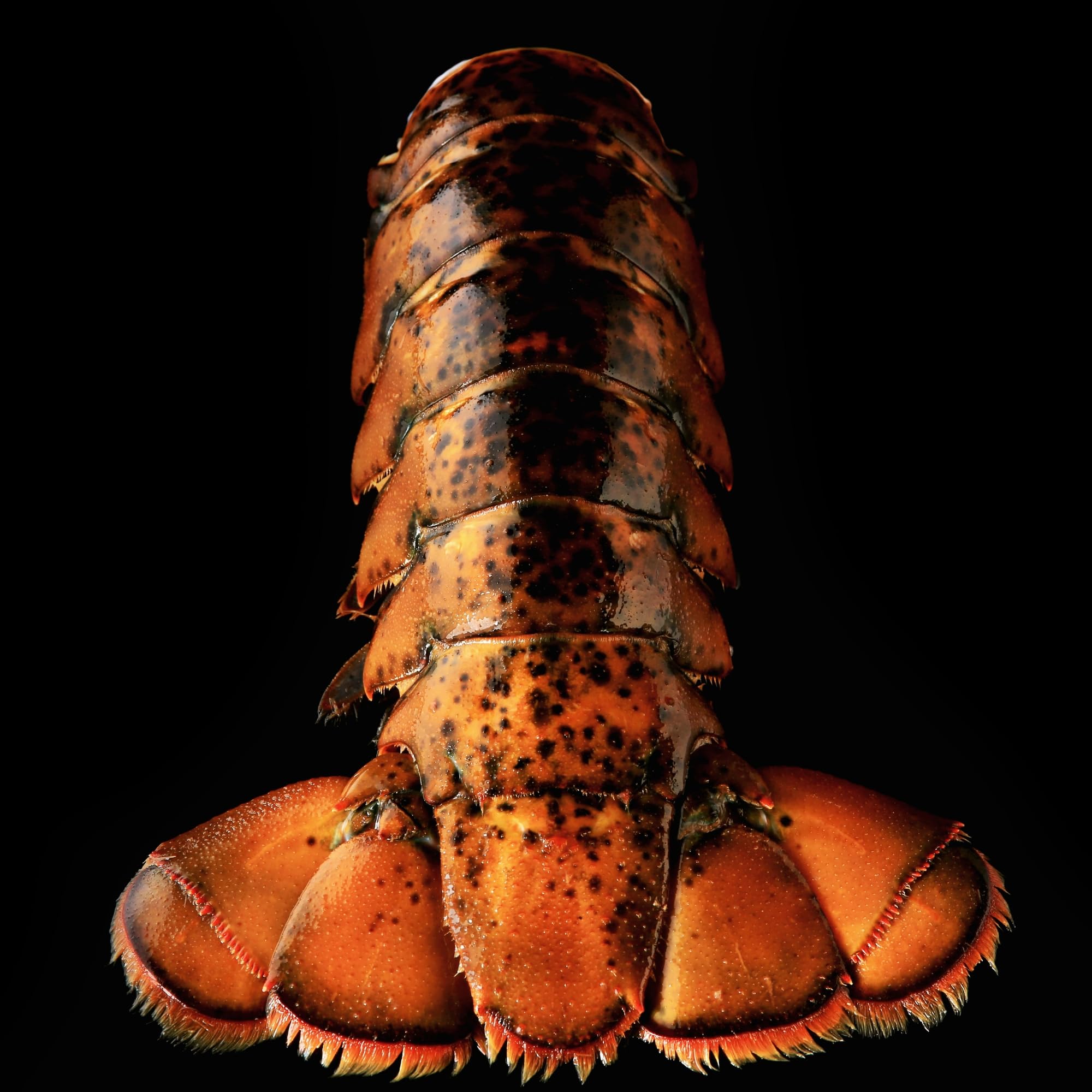 Premium Maine Cold Water Lobster Tails (4oz/5oz, 4 Count) - Fresh Frozen Seafood for Gourmet Cooking, Special Occasions & Fine Dining
