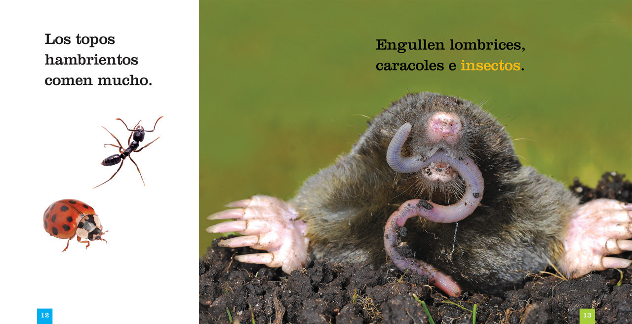Los Topos 9781640260924 - Explore the Fascinating World of Moles - Perfect for Nature Lovers & Educational Use