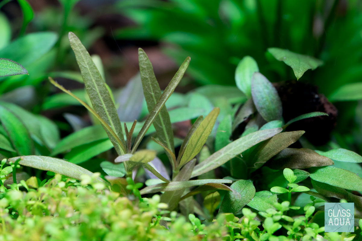 Hygrophila Lancea Araguaia Aquatic Plant - Live Freshwater Aquarium Plant for Fish Tanks, Aquascaping & Low-Tech Setups