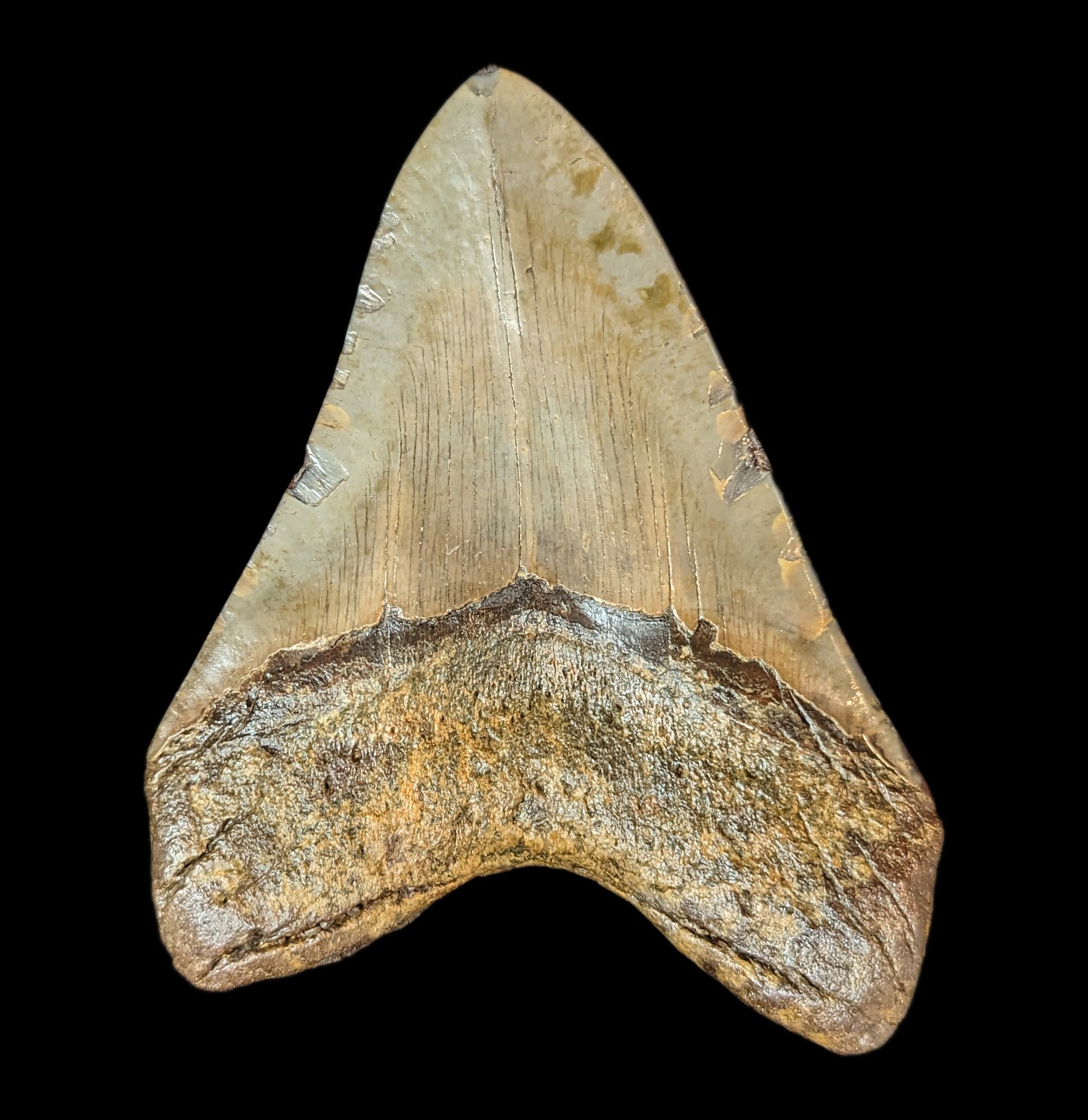Authentic Megalodon Shark Tooth Fossil - Large Prehistoric Shark Tooth Specimen #51 for Collectors, Education & Home Decor
