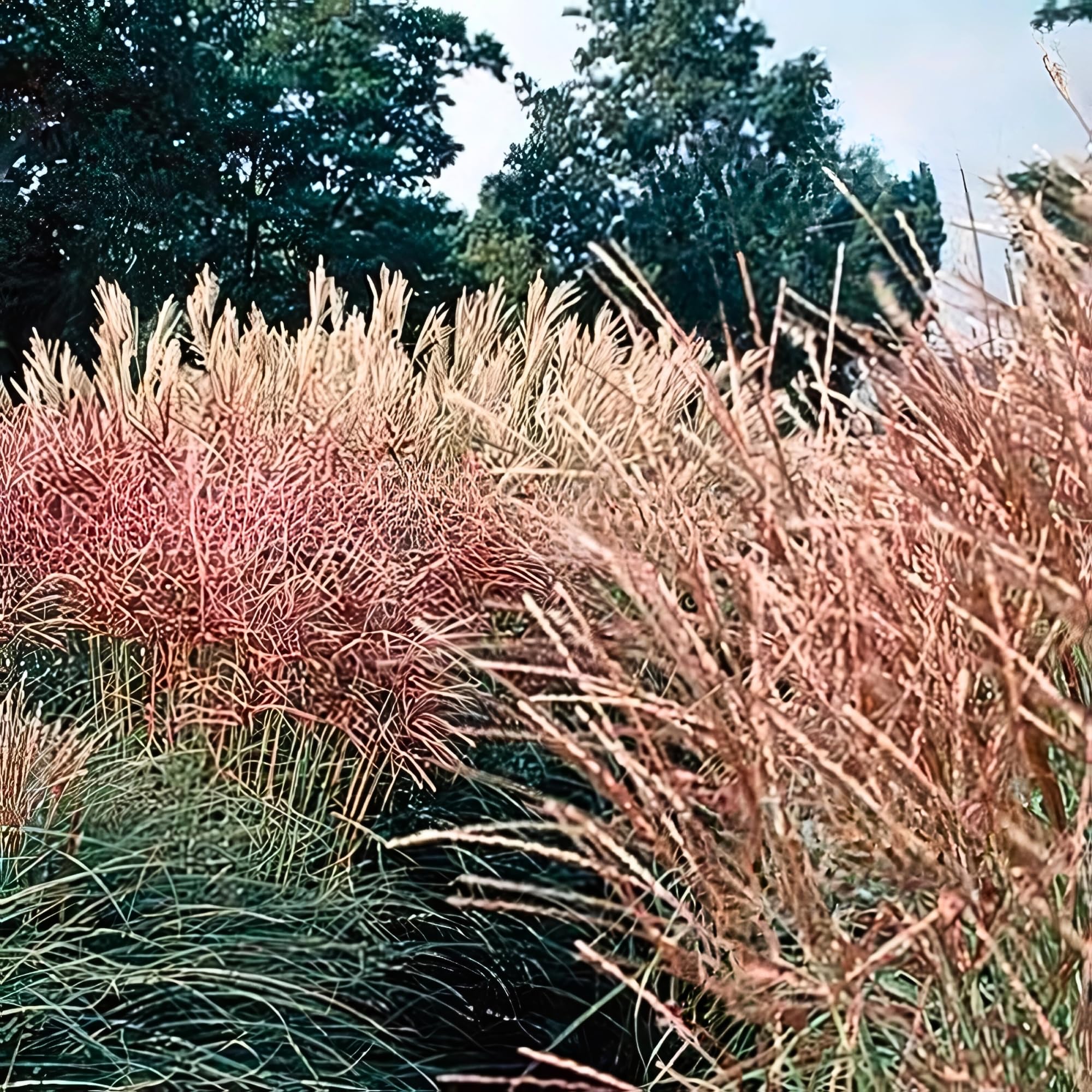 Outsidepride 250 Seeds - Perennial Miscanthus Sinensis (Chinese Silver Grass) Hybrid Ornamental Grass Seeds for Planting - Perfect for Landscaping, Garden Borders & Erosion Control