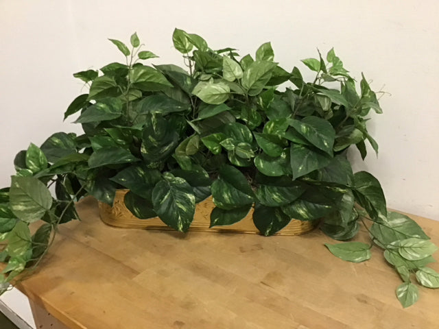 Artificial Devil's Ivy Plant in Gold Metal Pot - Perfect for Home Decor, Office Greenery & Indoor Plant Lovers