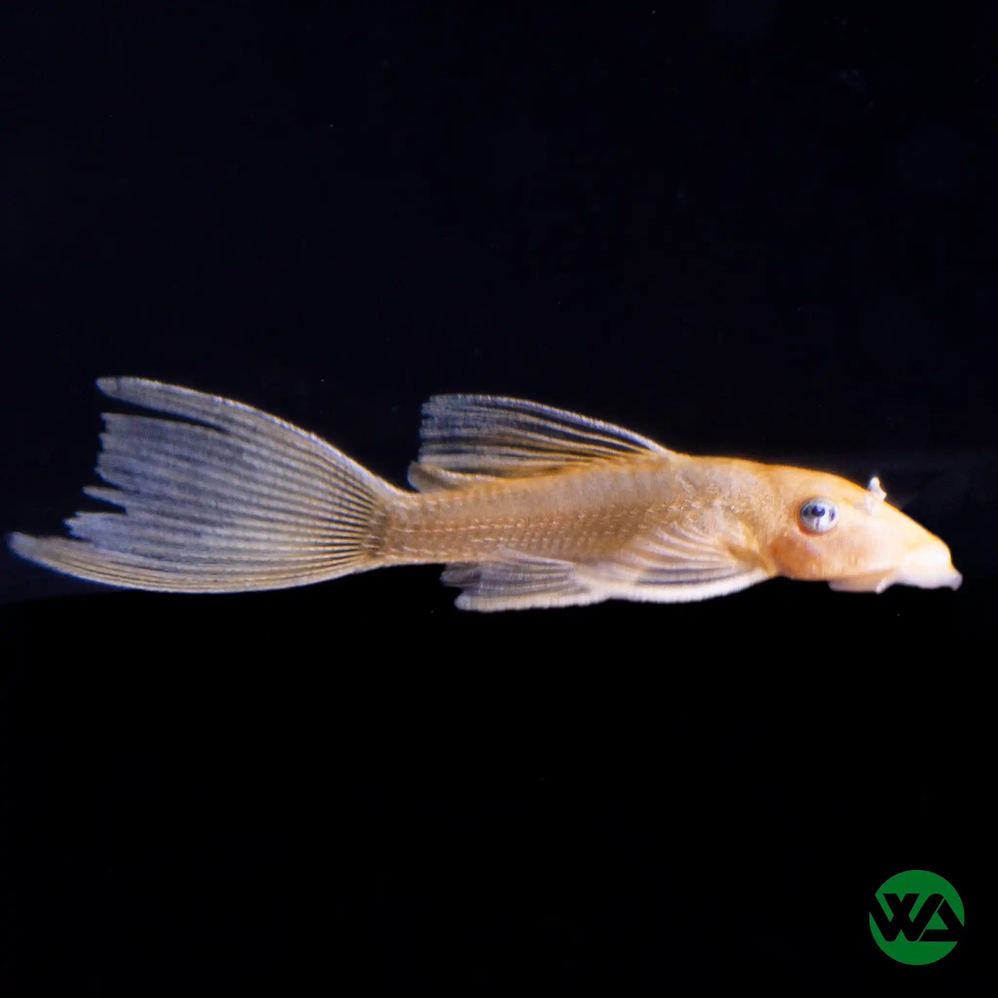 Premium Longfin Blue Eye Lemon Bristlenose Pleco (L144A Ancistrus Sp.) - Stunning Aquarium Fish for Tropical Tanks & Aquatic Displays